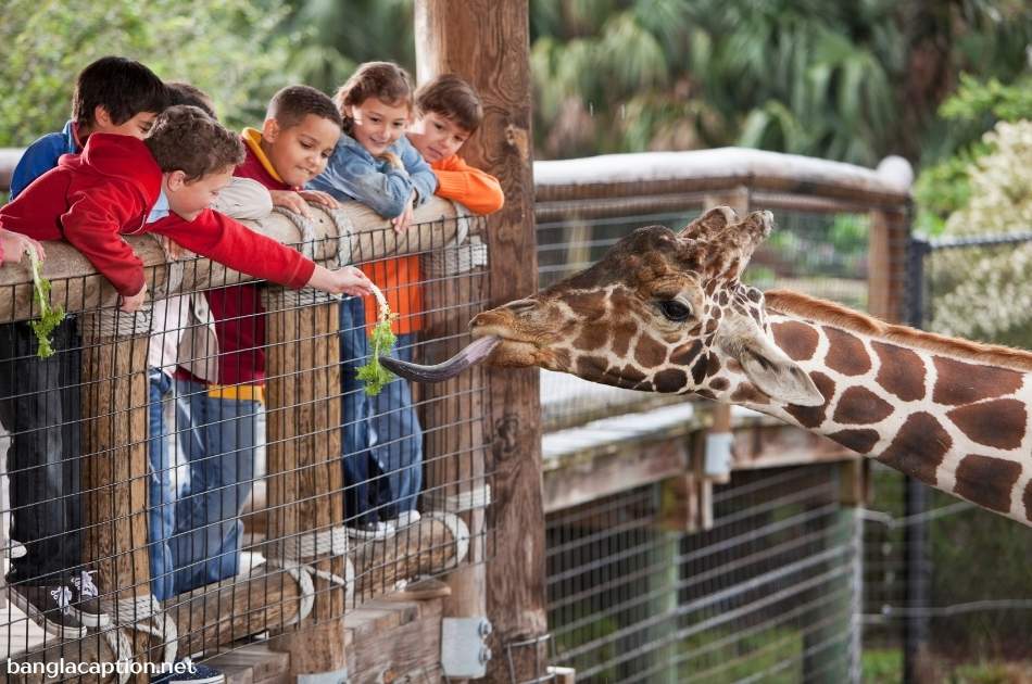 Aesthetic Zoo Captions For Instagram