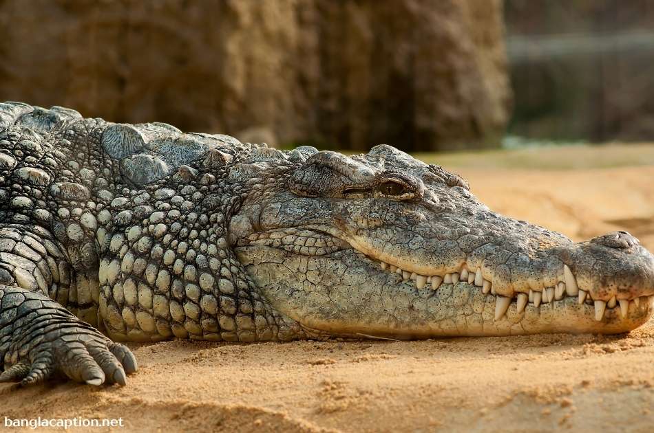 Clever Zoo Captions For Instagram