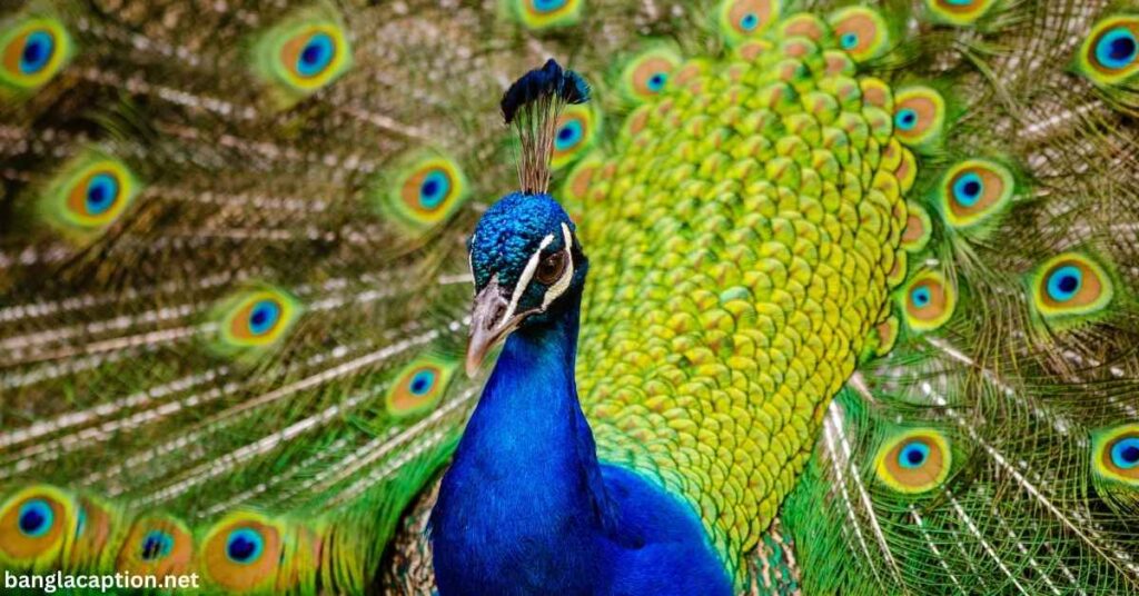 Cute Peacock Captions For Instagram