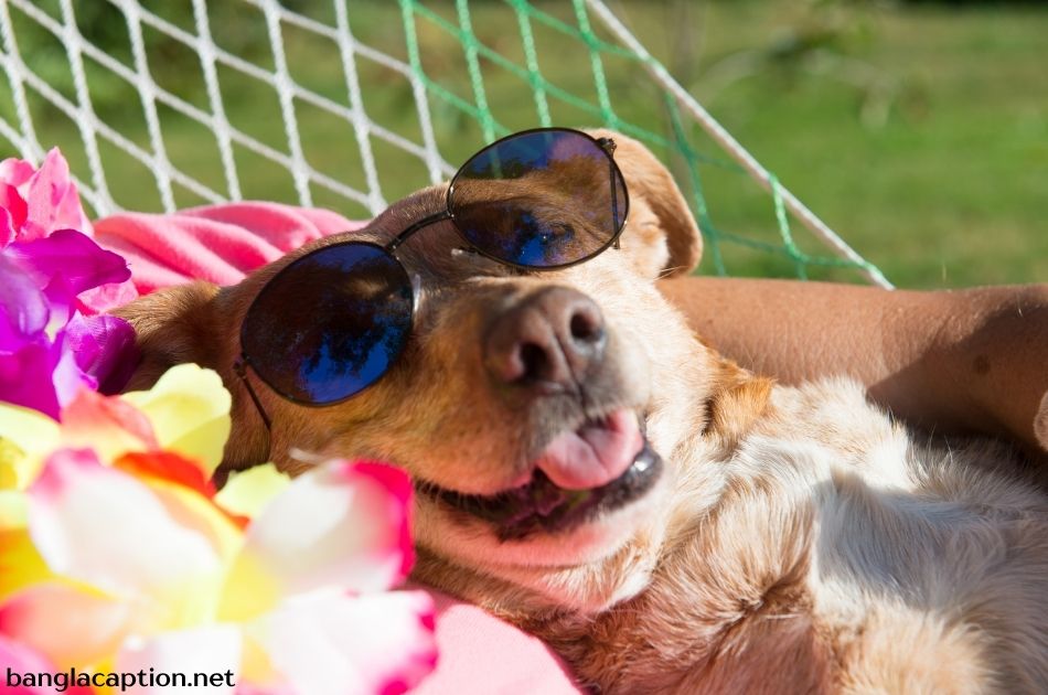 Cool Lazy Dog Captions For Instagram