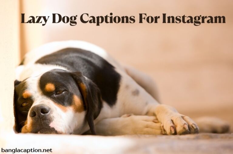 Lazy Dog Captions For Instagram