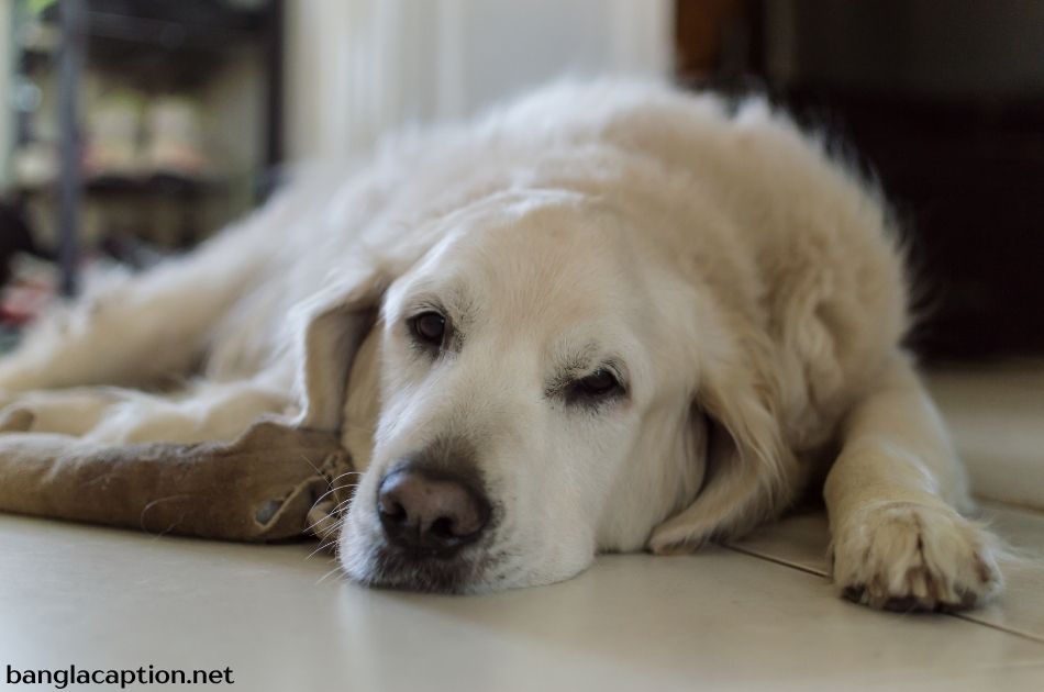 Short Lazy Dog Captions For Instagram